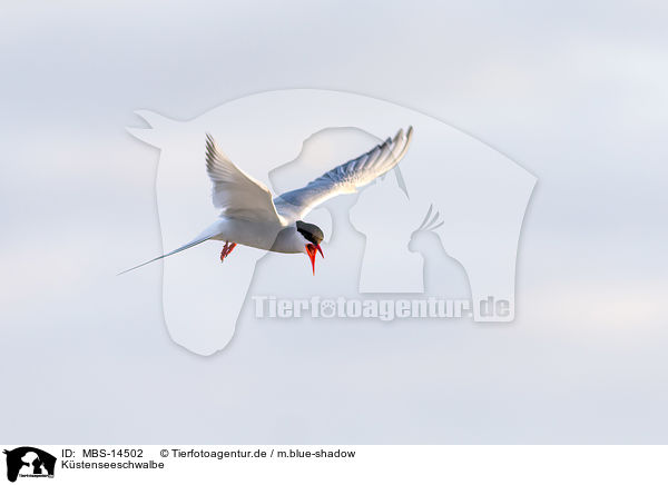 Kstenseeschwalbe / Arctic tern / MBS-14502