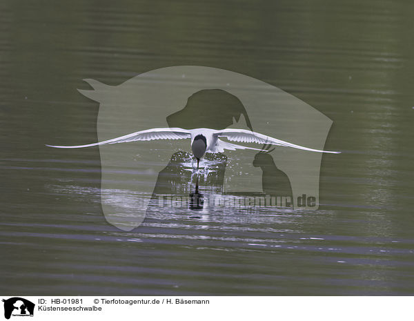 Kstenseeschwalbe / Arctic tern / HB-01981