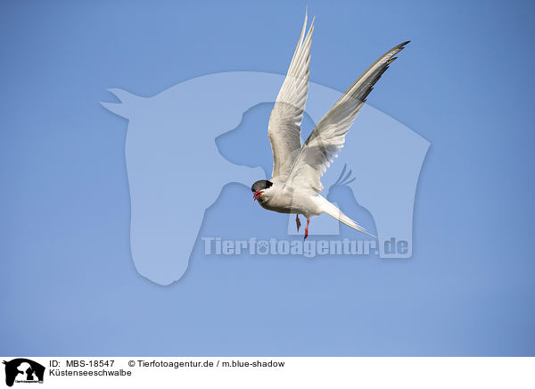 Kstenseeschwalbe / Arctic tern / MBS-18547