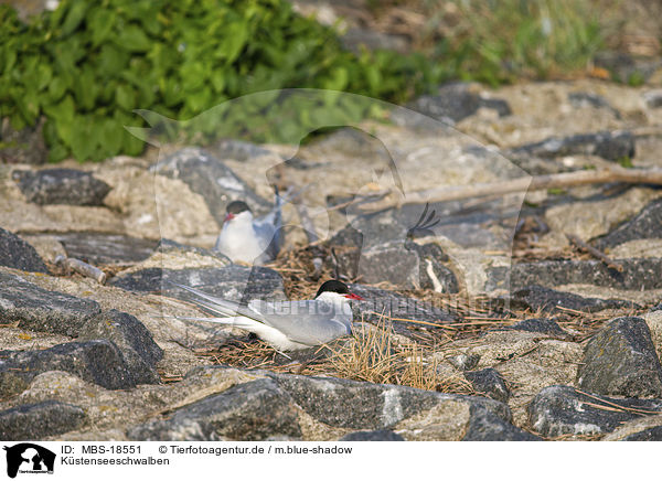 Kstenseeschwalben / Arctic terns / MBS-18551