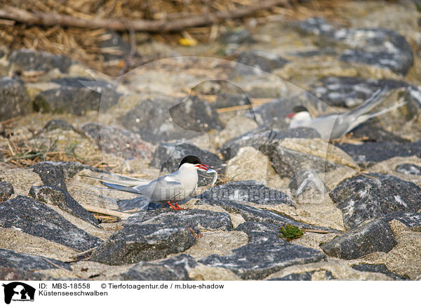 Kstenseeschwalben / Arctic terns / MBS-18558