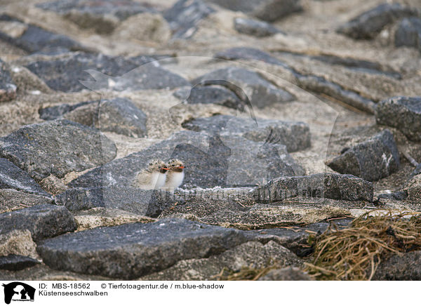 Kstenseeschwalben / Arctic terns / MBS-18562