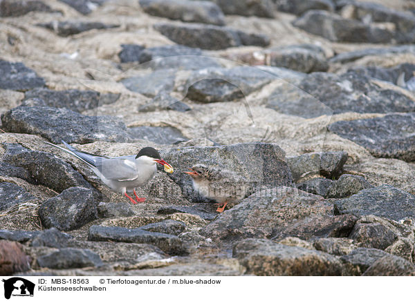 Kstenseeschwalben / Arctic terns / MBS-18563