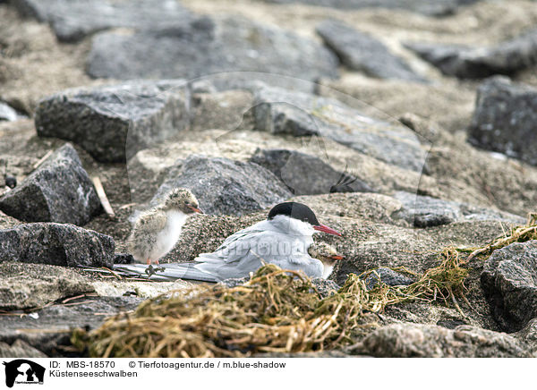 Kstenseeschwalben / Arctic terns / MBS-18570