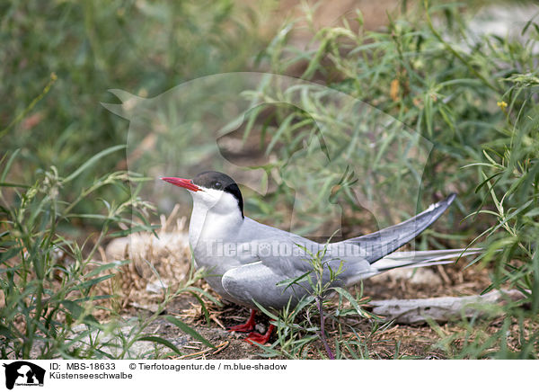 Kstenseeschwalbe / Arctic tern / MBS-18633