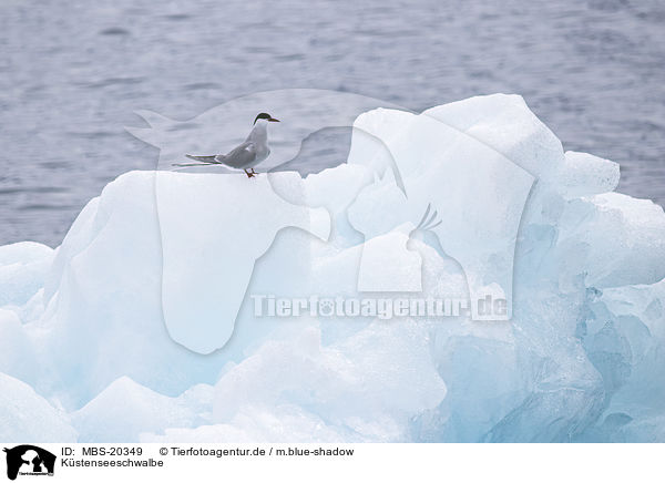 Kstenseeschwalbe / Arctic tern / MBS-20349
