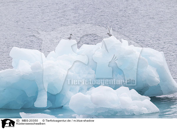Kstenseeschwalben / Arctic terns / MBS-20350