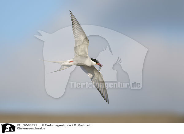 Kstenseeschwalbe / Arctic tern / DV-03821