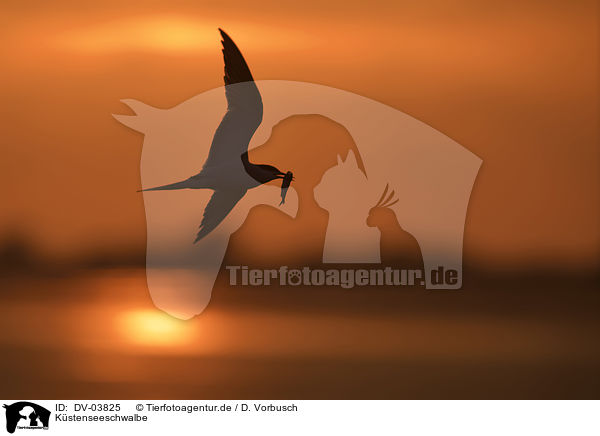 Kstenseeschwalbe / Arctic tern / DV-03825