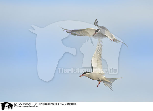 Kstenseeschwalbe / Arctic tern / DV-03826