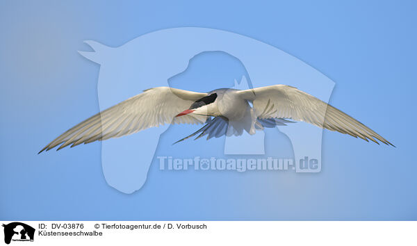 Kstenseeschwalbe / Arctic tern / DV-03876