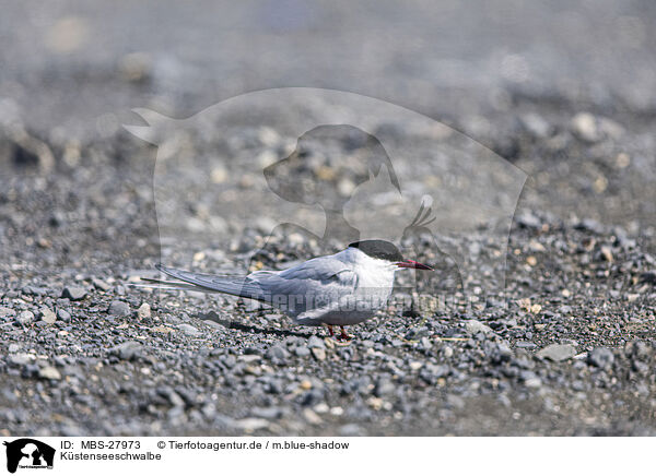 Kstenseeschwalbe / Arctic tern / MBS-27973