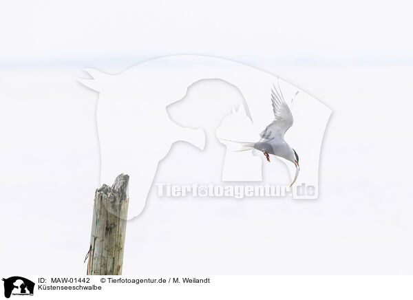 Kstenseeschwalbe / MAW-01442