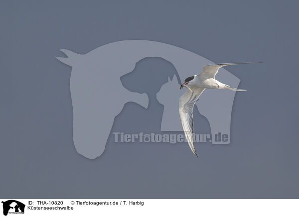 Kstenseeschwalbe / Arctic tern / THA-10820