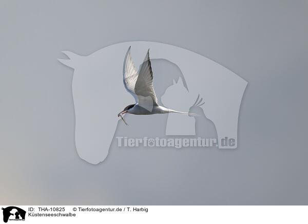 Kstenseeschwalbe / THA-10825