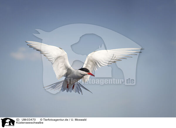 Kstenseeschwalbe / Arctic tern / UM-03470