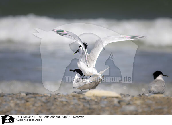 Kstenseeschwalbe / Arctic tern / UM-03474