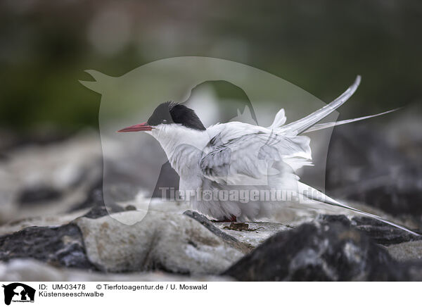 Kstenseeschwalbe / UM-03478