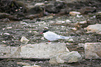 Kstenseeschwalbe