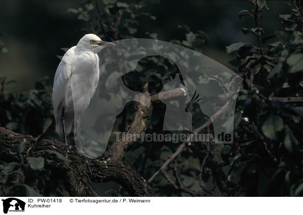 Kuhreiher / Cattle Egret / PW-01418