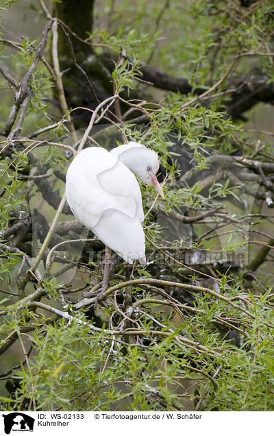 Kuhreiher / Cattle Egret / WS-02133