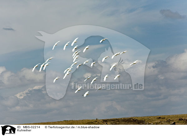 Kuhreiher / cattle egret / MBS-02214