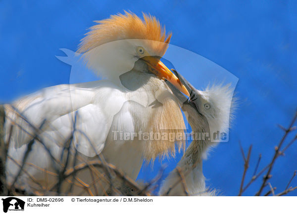 Kuhreiher / cattle egrets / DMS-02696