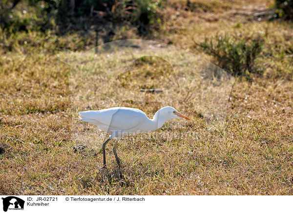 Kuhreiher / cattle egret / JR-02721