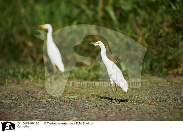 Kuhreiher / Cattle Egret / DMS-09196