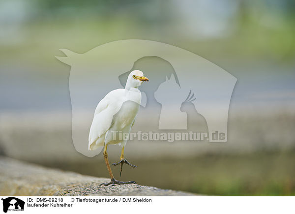 laufender Kuhreiher / walking Cattle Egret / DMS-09218