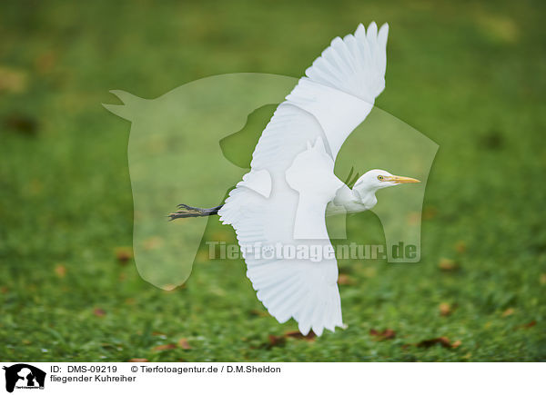 fliegender Kuhreiher / flying Cattle Egret / DMS-09219