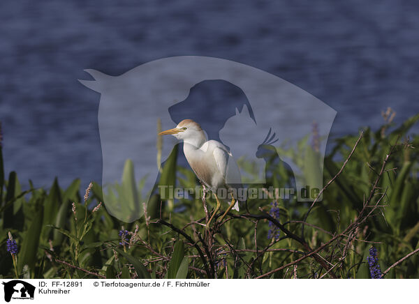 Kuhreiher / cattle egret / FF-12891