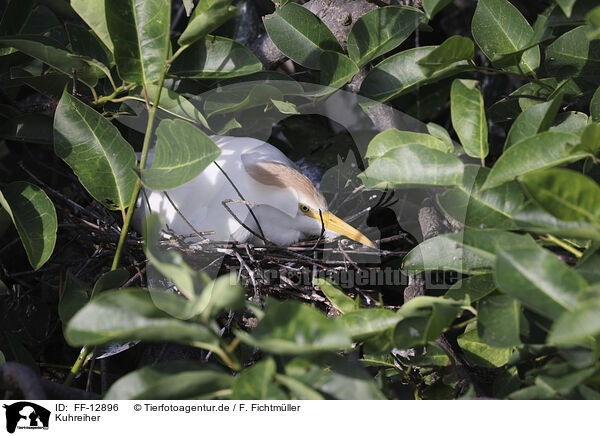 Kuhreiher / cattle egret / FF-12896