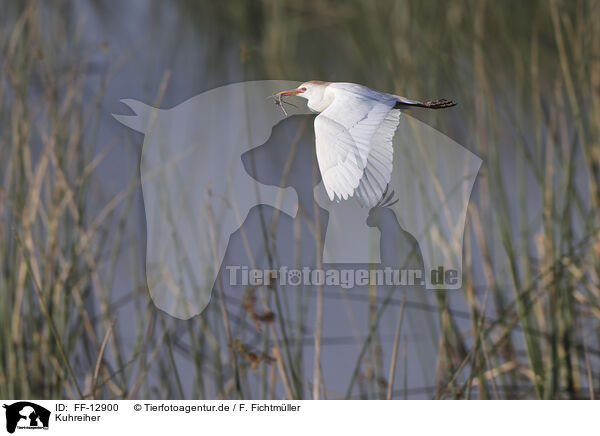 Kuhreiher / cattle egret / FF-12900