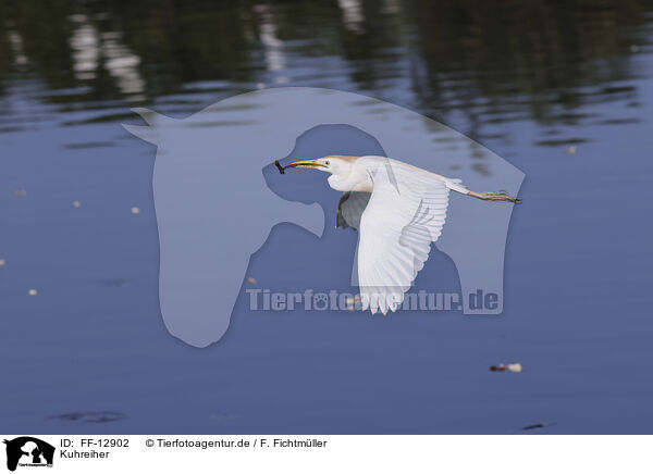 Kuhreiher / cattle egret / FF-12902