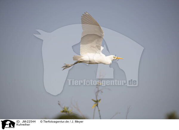 Kuhreiher / cattle egret / JM-22544