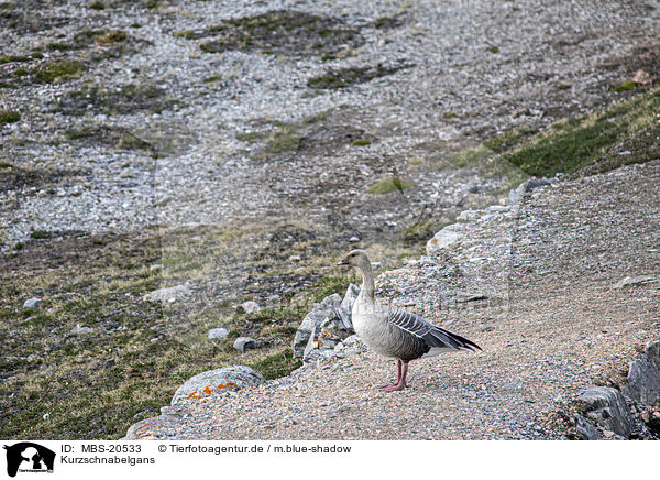 Kurzschnabelgans / pink-footed Goose / MBS-20533