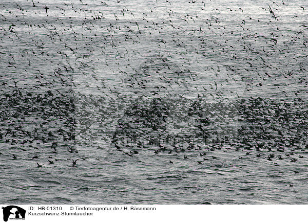 Kurzschwanz-Sturmtaucher / Short-tailed Shearwater / HB-01310