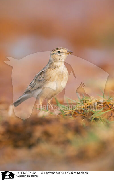 Kurzzehenlerche / greater short-toed lark / DMS-15954