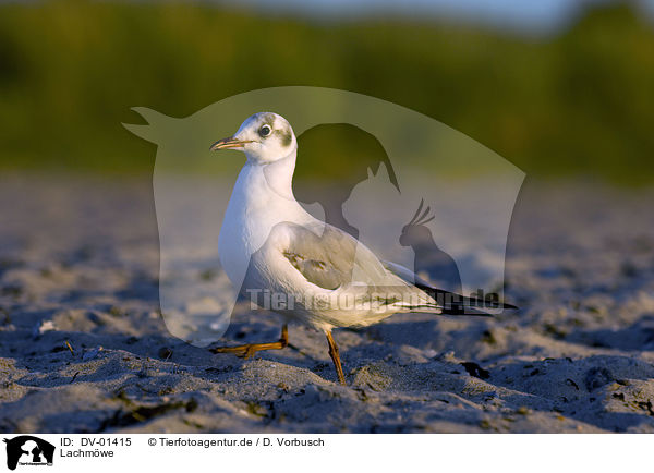 Lachmwe / black-headed gull / DV-01415