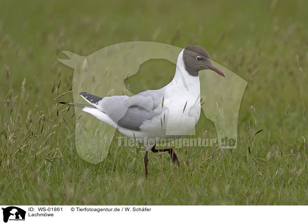 Lachmwe / Black-headed gull / WS-01861