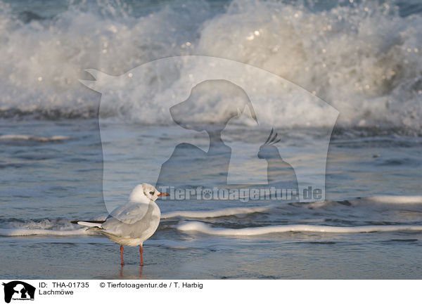 Lachmwe / black-headed gull / THA-01735