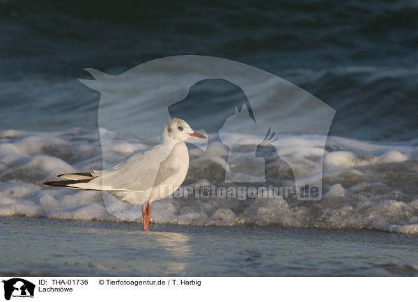 Lachmwe / black-headed gull / THA-01736