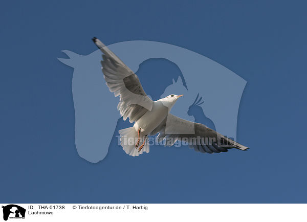 Lachmwe / black-headed gull / THA-01738
