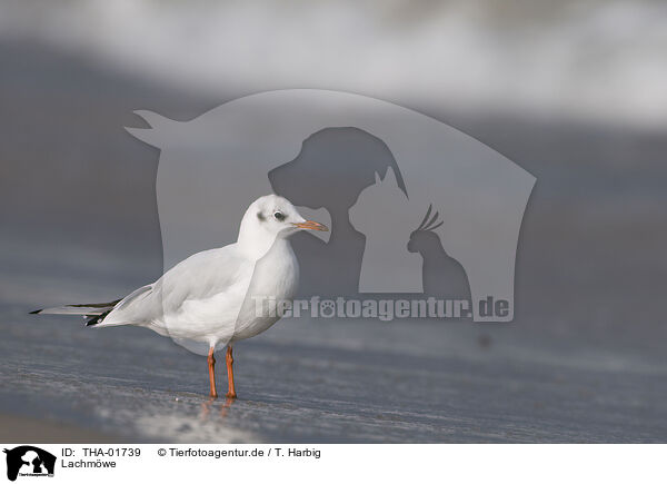 Lachmwe / black-headed gull / THA-01739