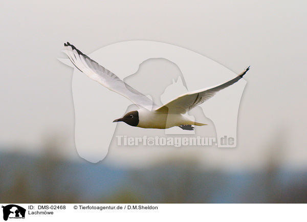 Lachmwe / common black-headed gull / DMS-02468