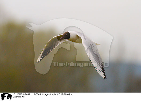 Lachmwe / common black-headed gull / DMS-02469