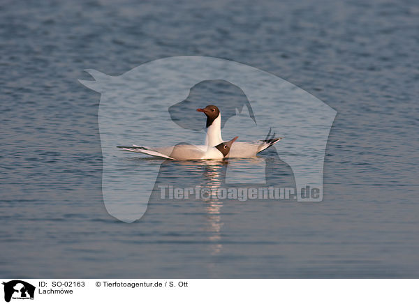 Lachmwe / black-headed gull / SO-02163