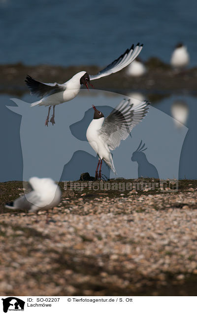 Lachmwe / black-headed gull / SO-02207
