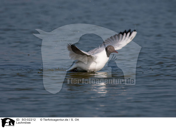 Lachmwe / black-headed gull / SO-02212